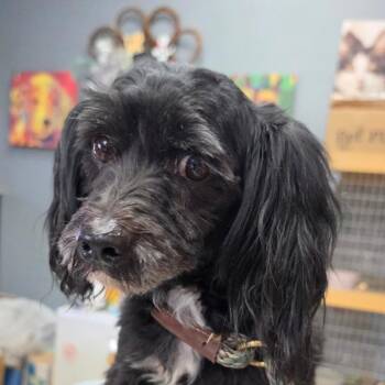 Gomez - Chino Hills Location -  Lhasa Apso and Mixed Breed Dog for Adoption in Chino Hills, California - Gomez - Chino Hills Location | PetCurious