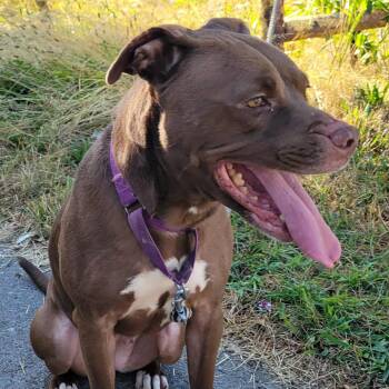 Bonnie: Adopt or Forever Foster -  Pit Bull Terrier and Boxer Dog for Adoption in Rochester, New York - Bonnie: Adopt Or Forever Foster | PetCurious