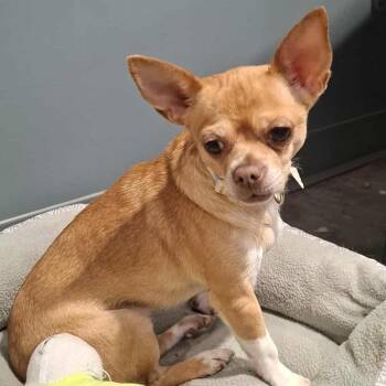 Chihuahua Dogs Available for Adoption in Hannibal, Missouri - JILL | PetCurious