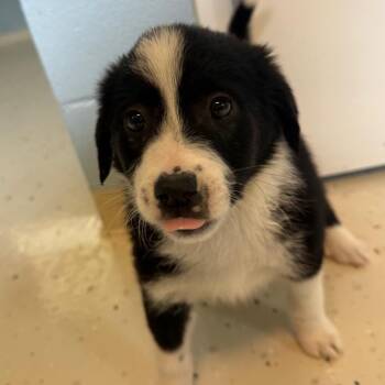 Indi 8141 -  Mixed Breed Dog Available for Adoption in Loxahatchee Groves, Florida - Indi 8141 | PetCurious