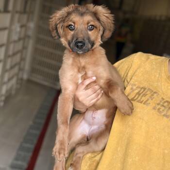 Shepherd Dogs Available for Adoption - Whispy | PetCurious