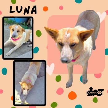 Australian Cattle Dog Blue Heeler Dogs Available for Adoption in Lindsay, California - Luna | PetCurious