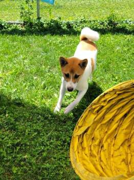 Shankar -  Shiba Inu Dog for Adoption in Chambersburg, Pennsylvania - Shankar | PetCurious