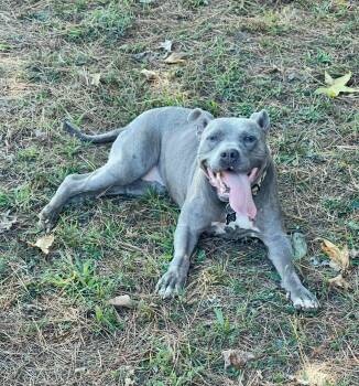 Rescue Pit Bull Terrier Dogs for Adoption in Bolivar, Tennessee - Mercy #25198 | PetCurious