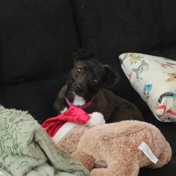 Chihuahua and Mixed Breed Dogs Available for Adoption - Minnie | PetCurious