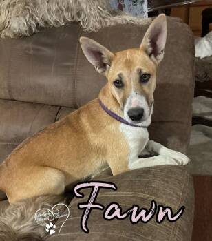 Mixed Breed Dogs Available for Adoption - Fawn | PetCurious