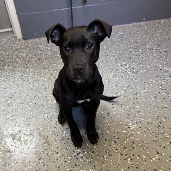 Labrador Retriever and Terrier Dogs Available for Adoption in Tuscaloosa, Alabama - Veda | PetCurious
