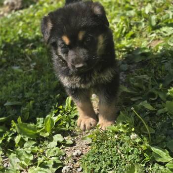 German Shepherd Dog Dogs Available for Adoption in Zaleski, Ohio - Koda | PetCurious