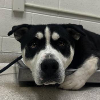 Kingston -  Mixed Breed Dog Available for Adoption in Murray, Utah - Kingston | PetCurious