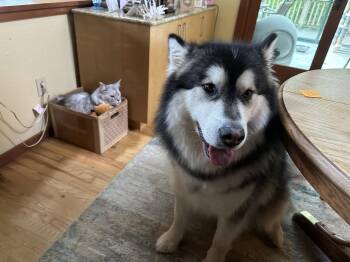 KUMA -  Alaskan Malamute Dog for Adoption in Seattle, Washington - KUMA | PetCurious
