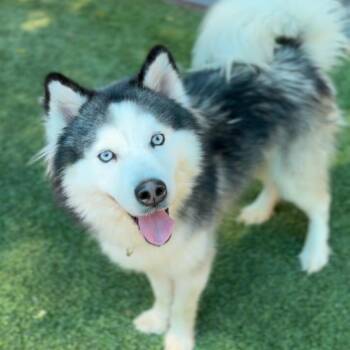 Husky Dogs Available for Adoption in Los Angeles, California - Pluto A2236605 | PetCurious