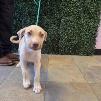 61274604 -  Pit Bull Terrier and Mixed Breed Dog for Adoption in El Paso, Texas - 61274604 | PetCurious