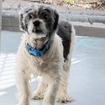 Yorkshire Terrier and Mixed Breed Dogs Available for Adoption in Daytona Beach, Florida - Champion - 1 | PetCurious