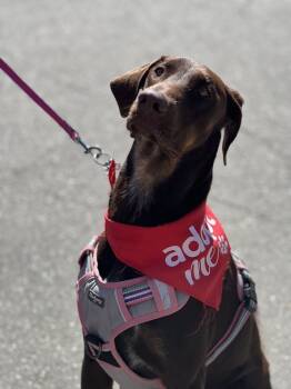 Rescue Doberman Pinscher Dogs for Adoption in Pleasant Hill, California - Yumi | PetCurious