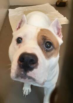 Rescue Pit Bull Terrier Dogs for Adoption in Hagerstown, Maryland - STRAWBERRY SHORTCAKE | PetCurious