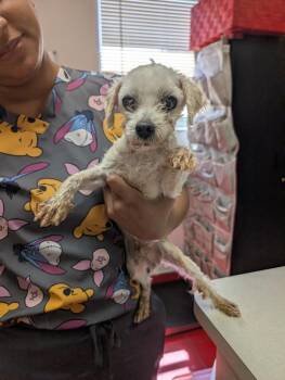 Maltese Dogs Available for Adoption in Fort Myers, Florida - Zephyr | PetCurious