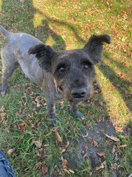 Rescue Schnauzer Dogs for Adoption in Saint Albans City, Vermont - Cruise | PetCurious