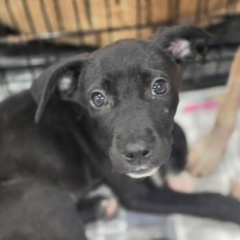 Regina JW -  Cattle Dog and Basenji Dog for Adoption in Austin, Texas - Regina JW | PetCurious