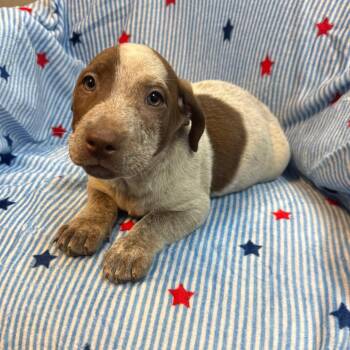 Markepler NO CHIP -  Australian Cattle Dog Blue Heeler and Mixed Breed Dog for Adoption in Kittanning, Pennsylvania - Markepler NO CHIP | PetCurious