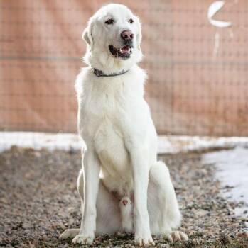 Truman -  Akbash Dog for Adoption in Thayne, Wyoming - Truman | PetCurious