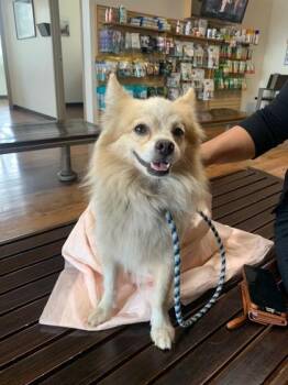 Lucius -  Pomeranian and Mixed Breed Dog for Adoption in Honolulu, Hawaii - Lucius | PetCurious