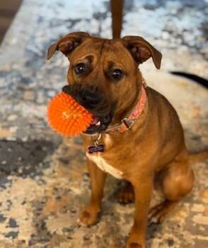 Rescue Terrier and Mixed Breed Dogs for Adoption in Atlanta, Georgia - SHYANN PAWS | PetCurious