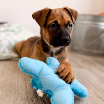 Boxer and Mixed Breed Dogs Available for Adoption in Green Bay, Wisconsin - Sal | PetCurious