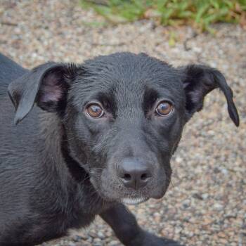 Brynn -  Black Labrador Retriever and Border Collie Dog for Adoption in Huntley, Illinois - Brynn | PetCurious