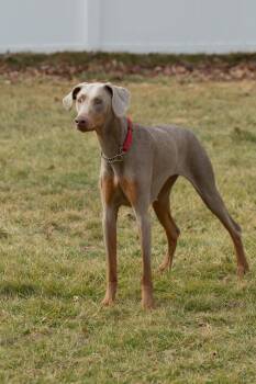 Doberman Pinscher Dogs Available for Adoption in Louisville, Kentucky - Luna | PetCurious