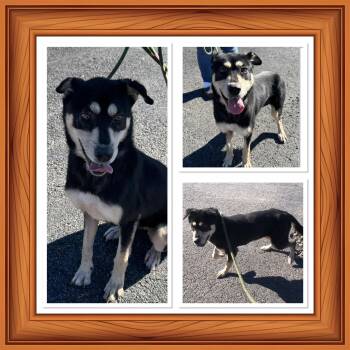 Rescue Husky and Shepherd Dogs for Adoption in Buckhannon, West Virginia - NELLY BELLY | PetCurious