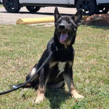 Olaf -  German Shepherd Dog Dog for Adoption in Austin, Texas - Olaf | PetCurious
