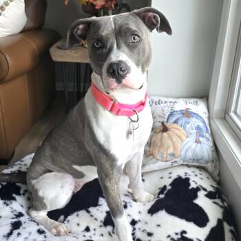 Maple -  Pit Bull Terrier Dog for Adoption in Shakopee, Minnesota - Maple | PetCurious