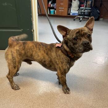 French Bulldog and Chihuahua Dogs Available for Adoption - Enzo | PetCurious