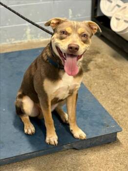 Pit Bull Terrier Dogs Available for Adoption in Woodland, California - *MURPHY | PetCurious
