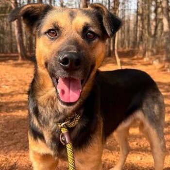 Hound Dogs Available for Adoption in Calverton, New York - Mozart | PetCurious