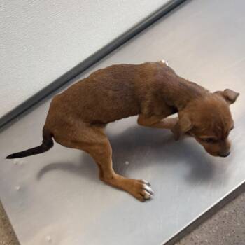 Mixed Breed Dogs Available for Adoption - Chica | PetCurious