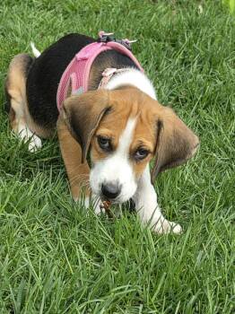 Mixed Breed Dogs Available for Adoption in Shelburne, Vermont - Mae | PetCurious