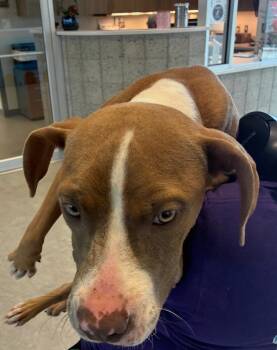 Odin -  Mixed Breed Dog for Adoption in Bossier City, Louisiana - Odin | PetCurious