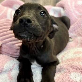 Mixed Breed Dogs Available for Adoption in Tunica, Mississippi - Olive  | PetCurious