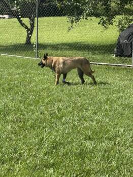 Mindy - located in Florida -  Belgian Shepherd Malinois Dog for Adoption in Imlay City, Michigan - Mindy - Located In Florida | PetCurious