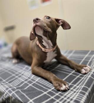 KIARA -  Pit Bull Terrier Dog for Adoption in Aliquippa, Pennsylvania - KIARA | PetCurious