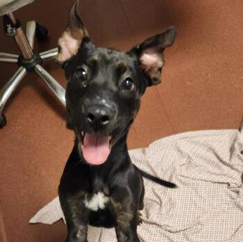 Donut -  Shepherd Dog for Adoption in Oakland, California - Donut | PetCurious