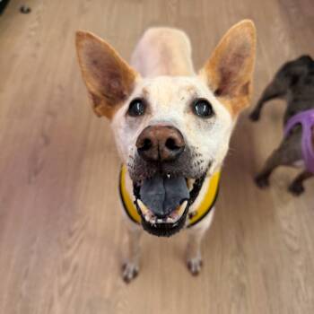 Carver 14650 -  Thai Ridgeback and Jindo Dog for Adoption in San Francisco, California - Carver 14650 | PetCurious
