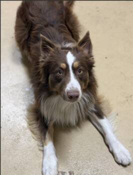 A274453 -  Border Collie Dog for Adoption in Chula Vista, California - A274453 | PetCurious