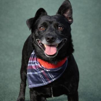 Chihuahua Dogs Available for Adoption - Mack | PetCurious