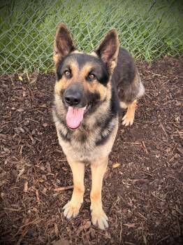 German Shepherd Dog Dogs Available for Adoption - Koda | PetCurious
