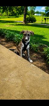Labrador Retriever and Shepherd Dogs Available for Adoption in Holly Springs, Mississippi - Robert Plant | PetCurious