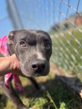 Bambi -  Mixed Breed Dog for Adoption in Winnsboro, South Carolina - Bambi | PetCurious