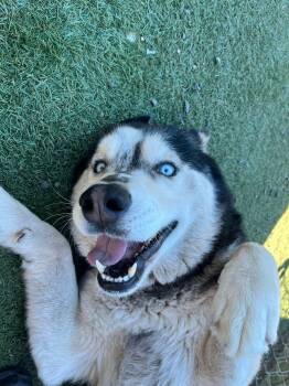 Siberian Husky Dogs Available for Adoption in San Rafael, California - Rex | PetCurious