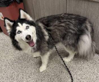 Jethro -  Siberian Husky and Mixed Breed Dog for Adoption in Kansas City, Missouri - Jethro | PetCurious